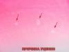 Шарф женский крепдешиновый 171*70 см ETERNO (ЭТЭРНО) ES0107-37-pink-Y